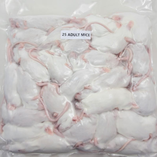 25 CT Adult Mice